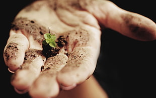person holding black soil with green leaves