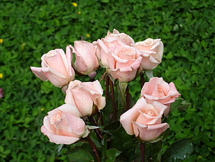 bouquet pink petaled flowers