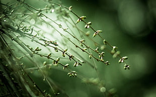 macro photography of green leaves plants