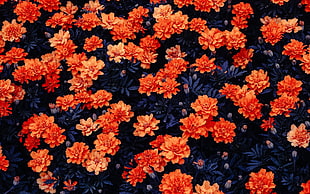 orange-and-blue petaled flowers, flowers
