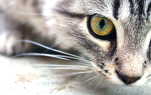 yellow-eyed brown tabby cat
