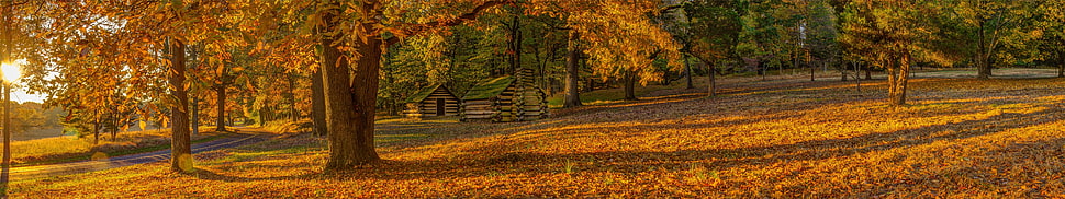 green leafed plant, seasons, fall, grass, trees HD wallpaper