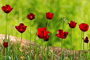 photography of Poppy flowers HD wallpaper