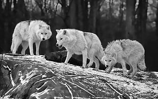 three wolves, wolf, animals, monochrome HD wallpaper