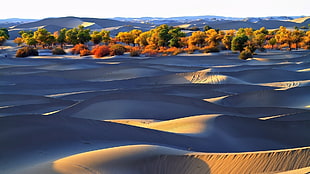 focused photo of sand dunes near forest