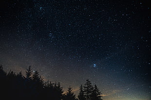 tree silhouette, Starry sky, Night, Trees