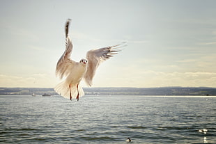 wing spread sea gull HD wallpaper