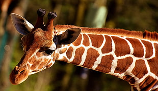brown and white shallow focus of giraffe HD wallpaper