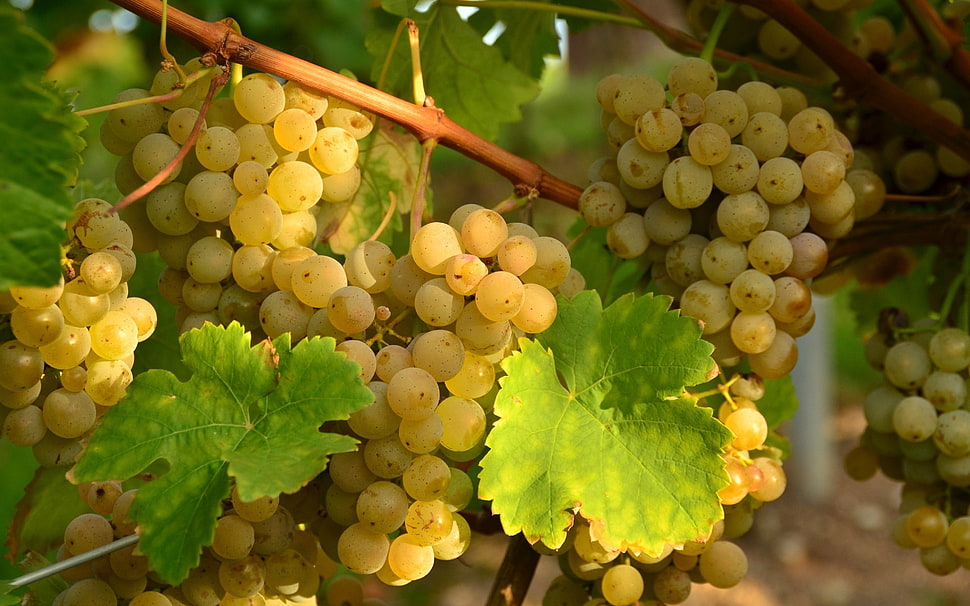 green grape fruits HD wallpaper