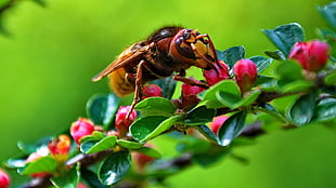 Giant European Hornet perching on pink and green flowers HD wallpaper