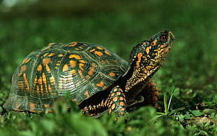cherryhead tortoise walking on grass area closeup photography