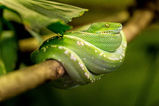 green venomous snake wrap on stem close photo