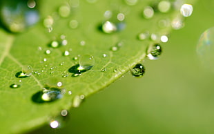closeup photo of green leaf
