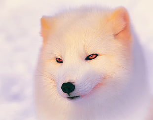 long-coat white wolf