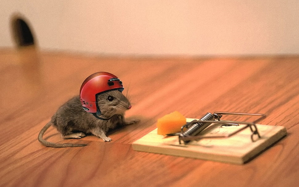 selective photography of mouse and mouse trap HD wallpaper