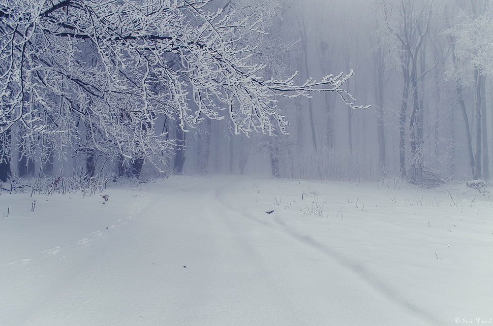 snowfield and forest, winter HD wallpaper