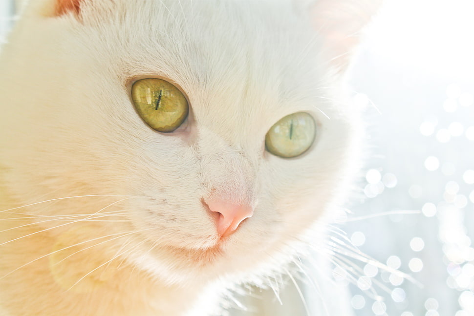 white cat close-up photography HD wallpaper