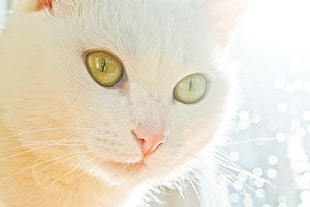 white cat close-up photography