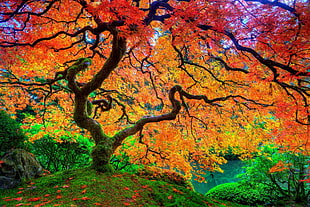 landscape photography of tree with red and yellow leaves