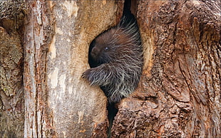 brown animal inside tree HD wallpaper