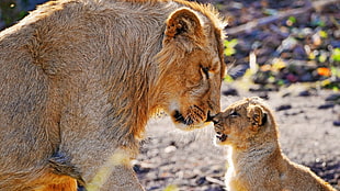 lioness and cub during daytime HD wallpaper