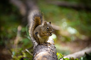 brown beaver on top of brown tree branch, squirrel, banff