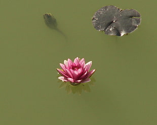 pink Lotus flower HD wallpaper