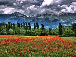 field of red petaled flower during daytime