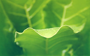 photography of leaf HD wallpaper