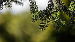 green pine leafed tree, trees, fir-tree, Christmas, green HD wallpaper