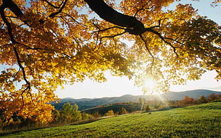 orange leafed tree