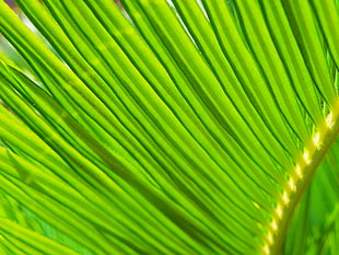 green leaves plant