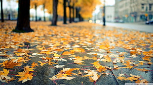 dry leaves, urban, bokeh, leaves, fall HD wallpaper