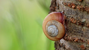 close up photo of a brown snail in brown tree