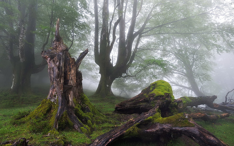 two brown and green deer figurines, trees, moss HD wallpaper