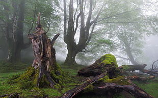 two brown and green deer figurines, trees, moss