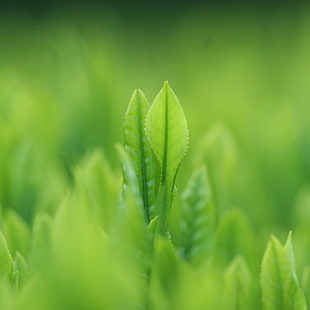 green plants during day time HD wallpaper