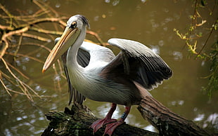 white and black Pelican perched on brown log
