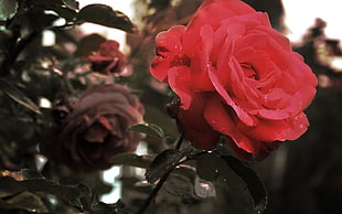 close up photo of pink Rose HD wallpaper
