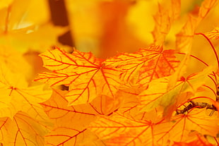 orange maple leaf closeup photography HD wallpaper