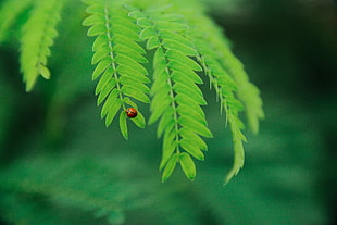 Selevtive Focus Photo of Ladybug on Green Leaf during Daytime HD wallpaper