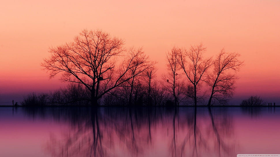 silhouette of withered tree, nature, trees, sunlight, water HD wallpaper