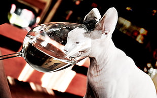 clear wine glass with white Spinx cat