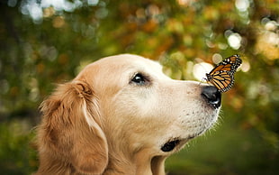 adult golden retriever with black and brown butterfly on it's nose HD wallpaper