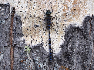 black dragonfly on tree bark