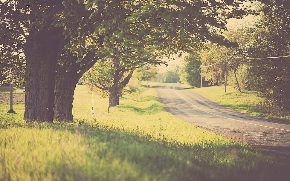green and brown tree, nature, road, trees, grass HD wallpaper