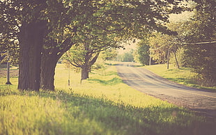green and brown tree, nature, road, trees, grass