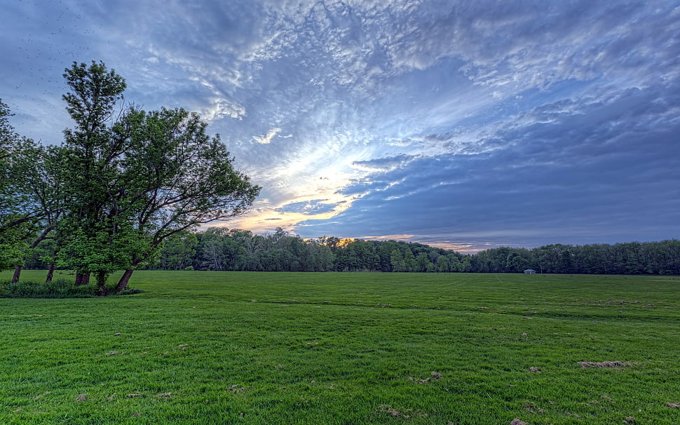 green grass field photo during daytime HD wallpaper