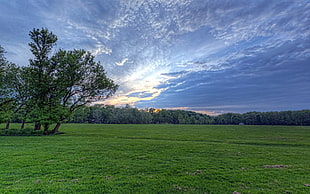 green grass field photo during daytime