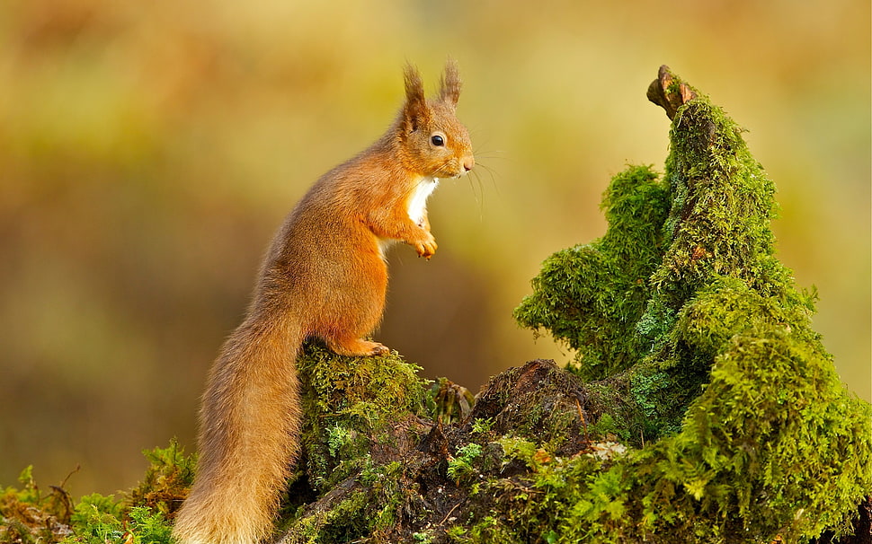 brown squirrel, squirrel, nature, animals HD wallpaper